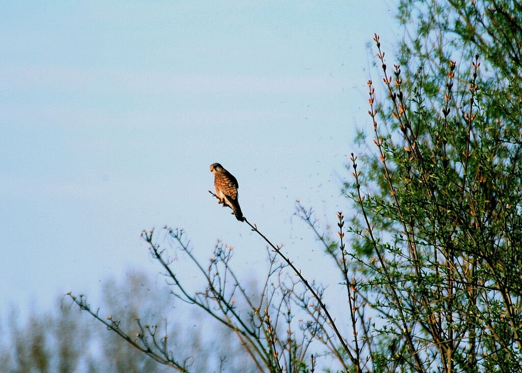 Lesser Kestrel