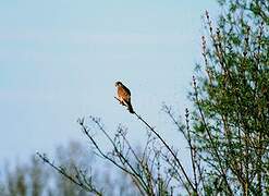 Lesser Kestrel