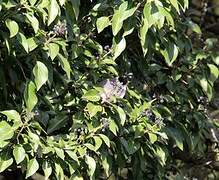 Eurasian Blackcap