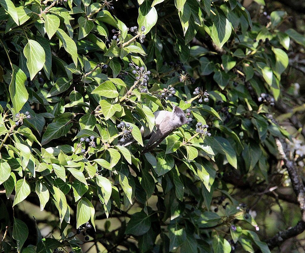 Eurasian Blackcap