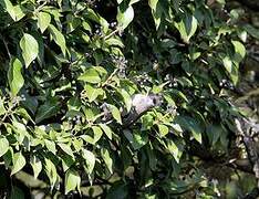 Eurasian Blackcap