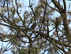 Eurasian Blackcap