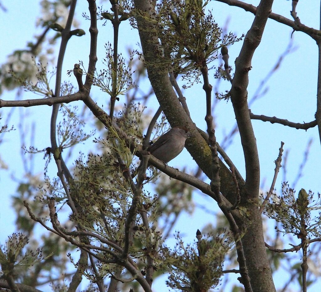 Eurasian Blackcap