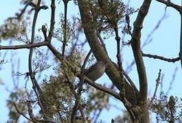 Eurasian Blackcap