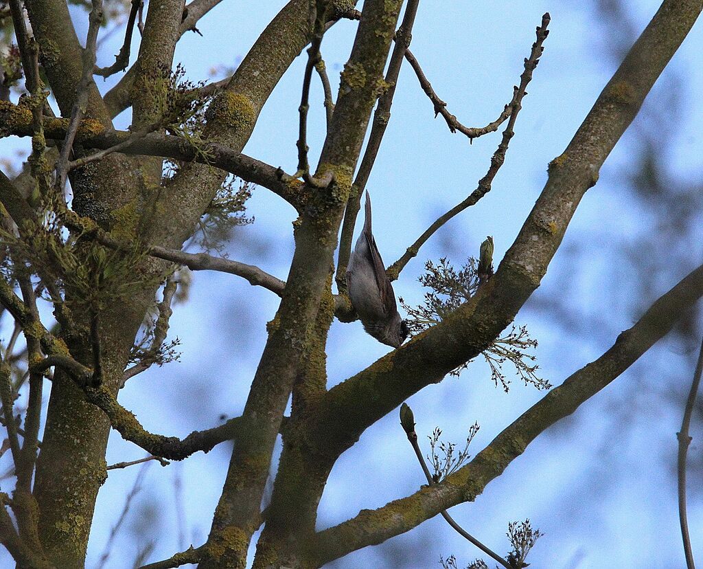 Eurasian Blackcap