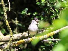 Eurasian Blackcap