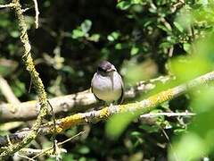 Eurasian Blackcap