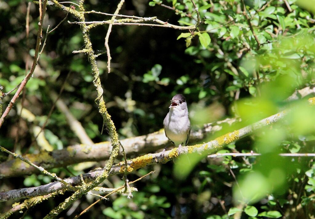 Eurasian Blackcap