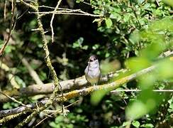 Eurasian Blackcap