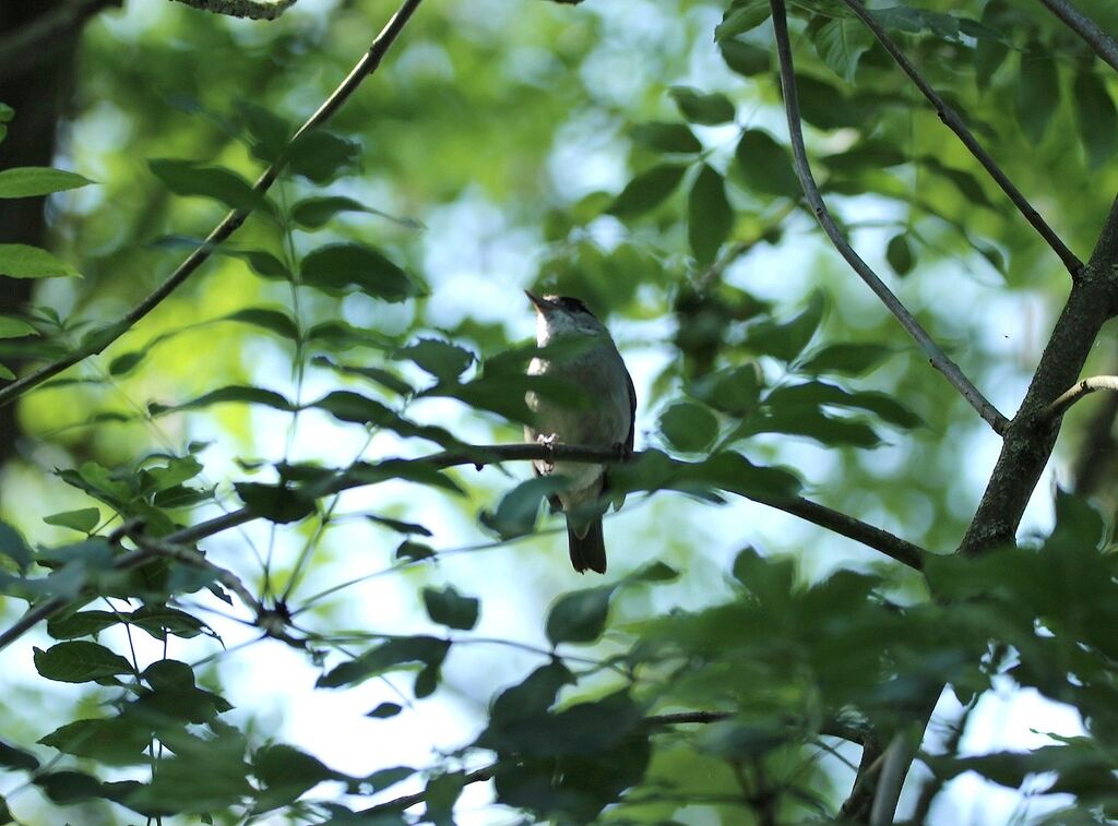 Eurasian Blackcap