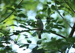 Eurasian Blackcap