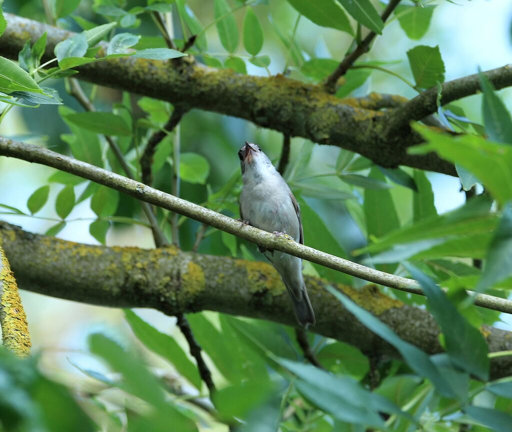 Eurasian Blackcap