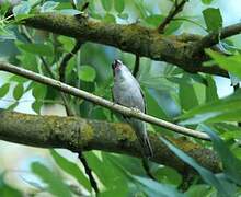 Eurasian Blackcap