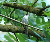 Eurasian Blackcap