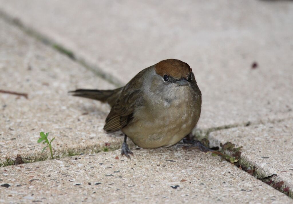 Eurasian Blackcap