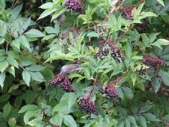 Eurasian Blackcap