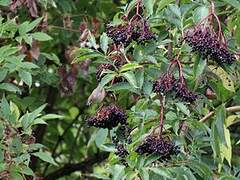 Eurasian Blackcap