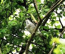 Eurasian Blackcap