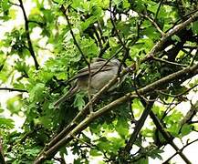 Eurasian Blackcap