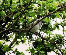 Eurasian Blackcap