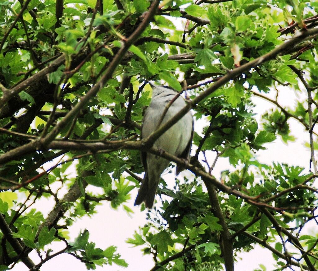 Eurasian Blackcap