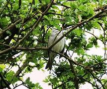 Eurasian Blackcap