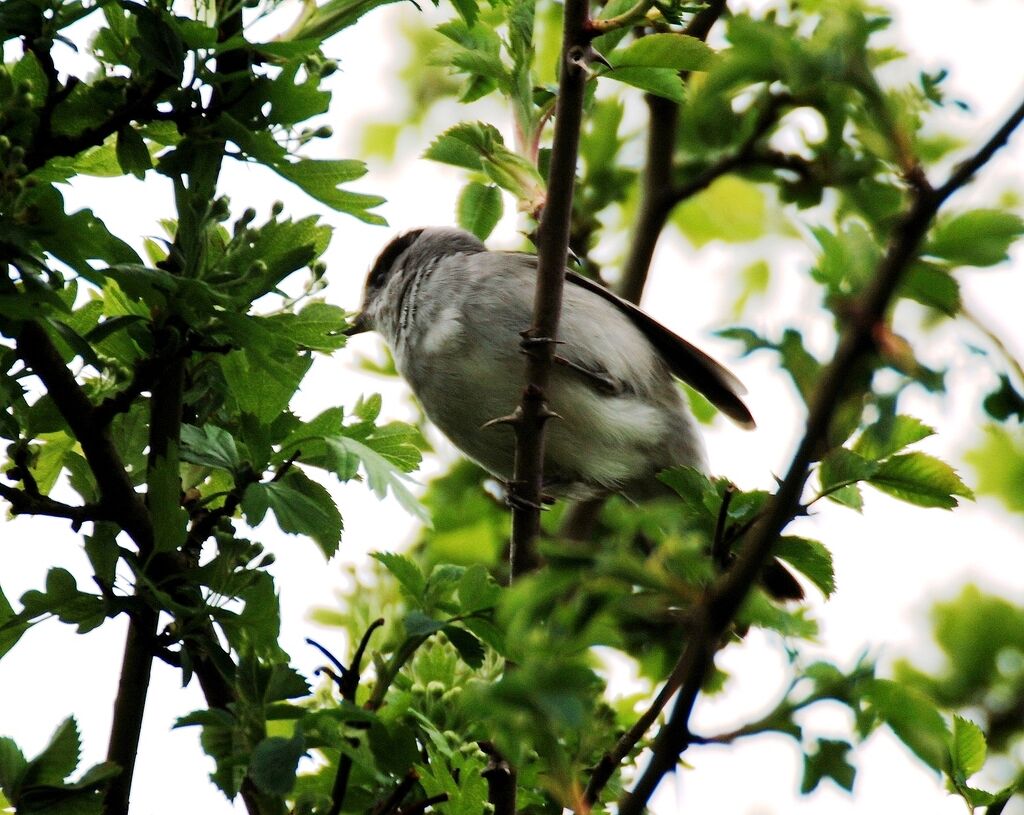 Eurasian Blackcap