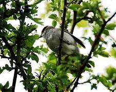 Eurasian Blackcap