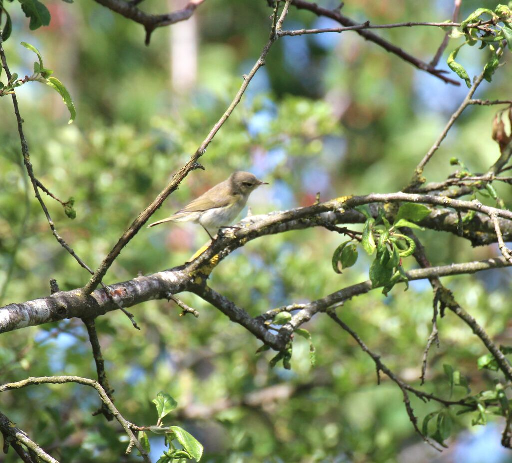 Garden Warbler