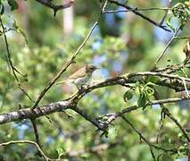 Garden Warbler