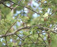 Garden Warbler