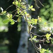 Common Whitethroat