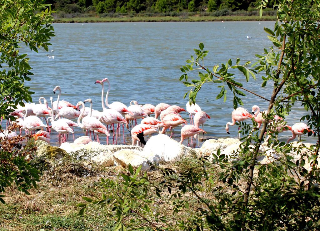 Greater Flamingo