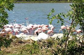 Flamant rose