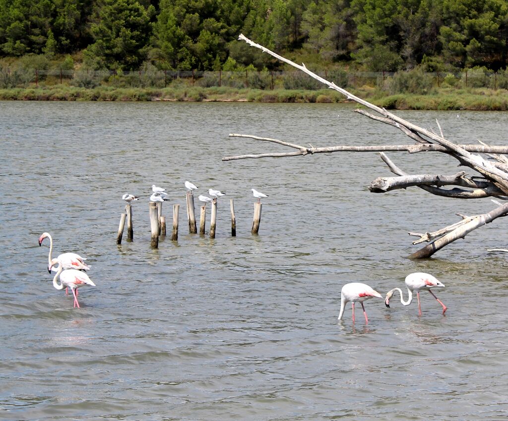 Flamant rose