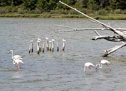 Flamant rose