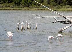 Greater Flamingo