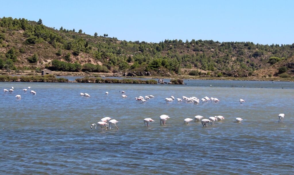 Flamant rose