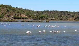 Flamant rose