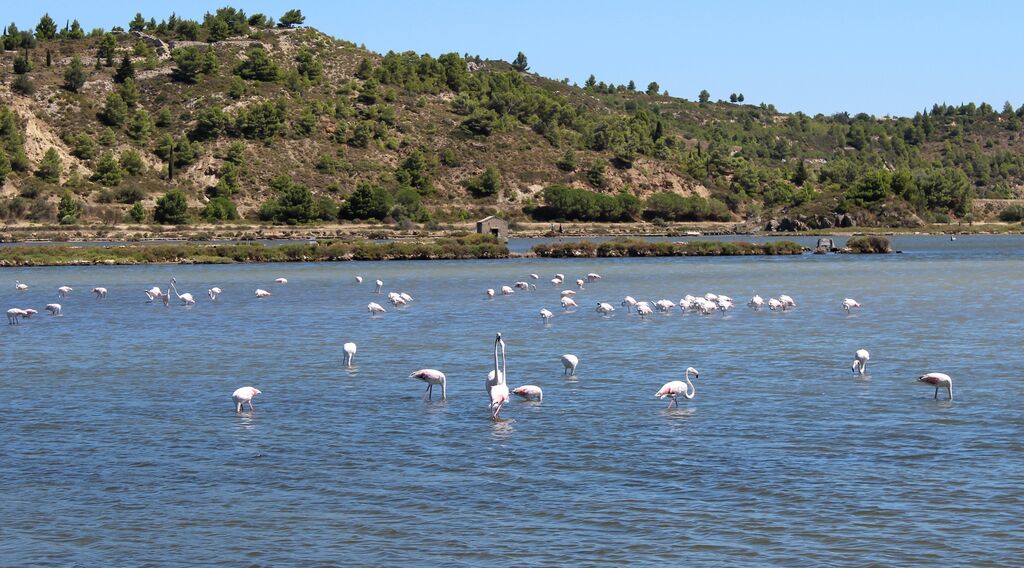 Flamant rose