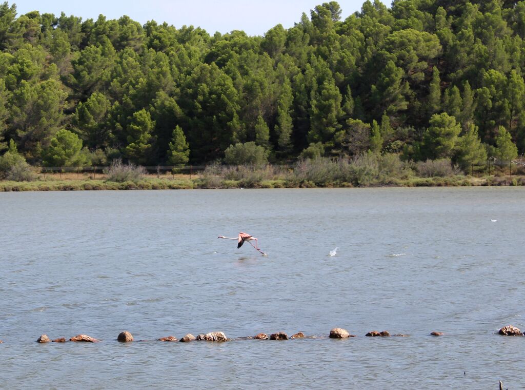 Flamant rose