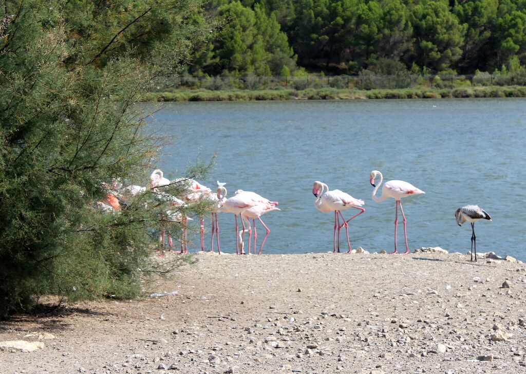 Greater Flamingo