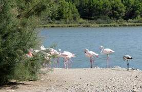 Flamant rose