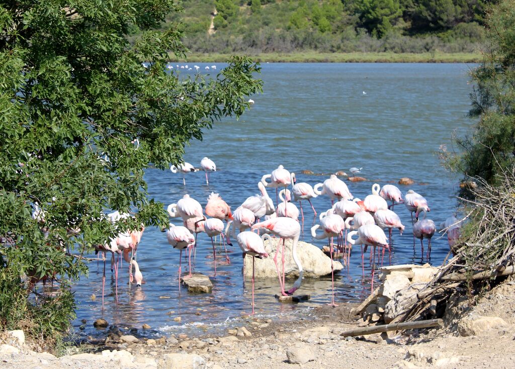 Greater Flamingo