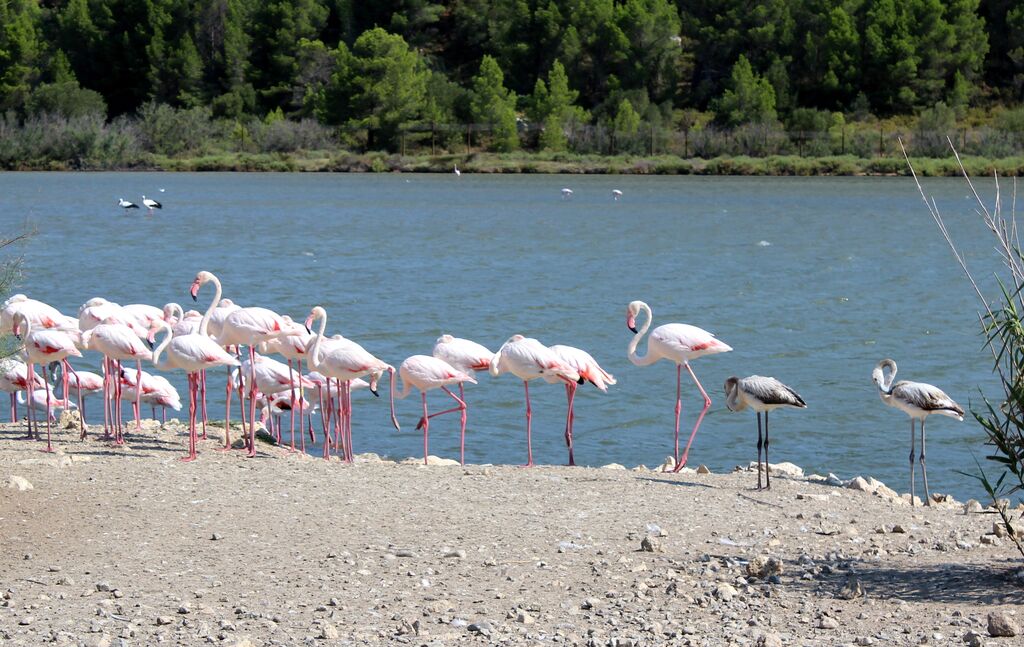 Flamant rose