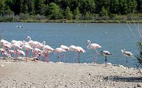 Greater Flamingo