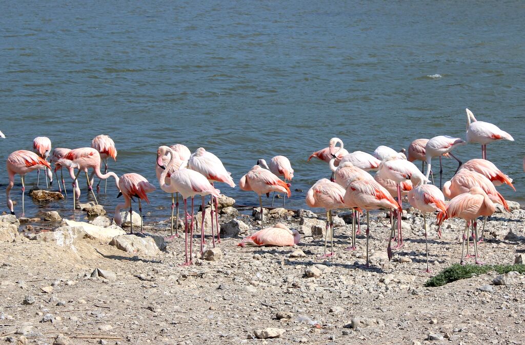 Flamant rose