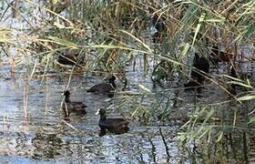 Eurasian Coot