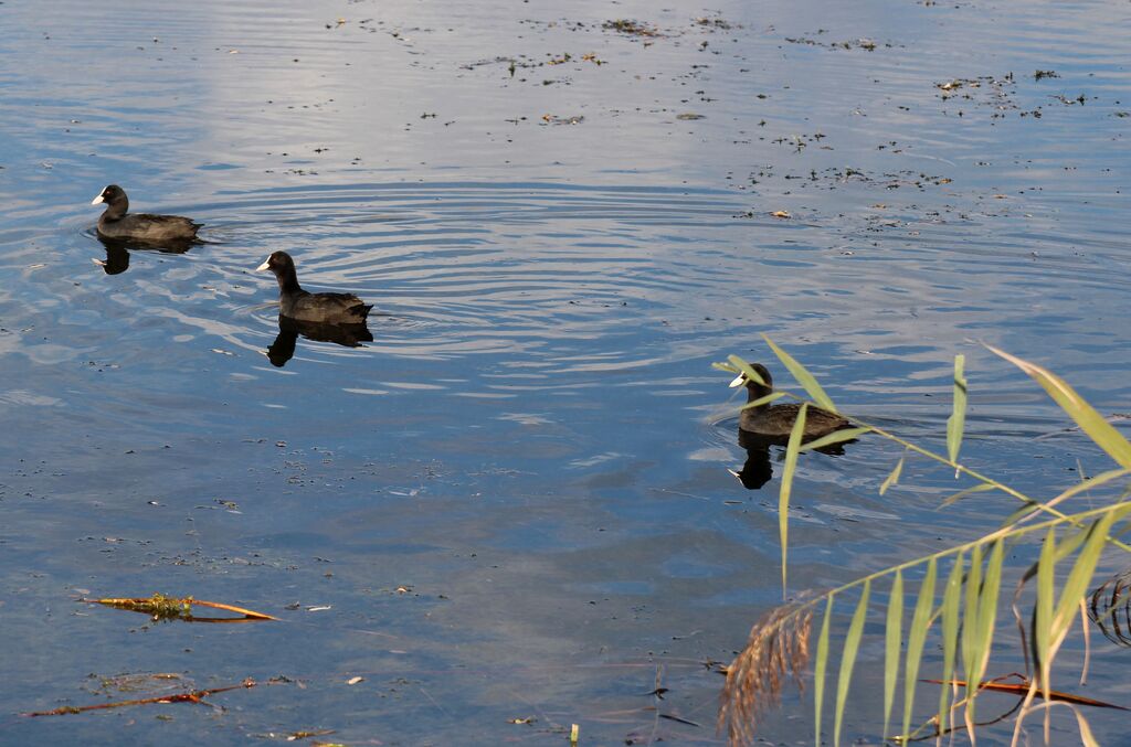 Eurasian Coot