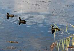 Eurasian Coot